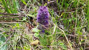 Attēlu rezultāti vaicājumam “Ajuga pyramidalis leaf”