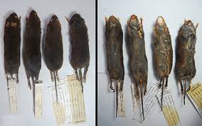 Attēlu rezultāti vaicājumam “Cricetidae”