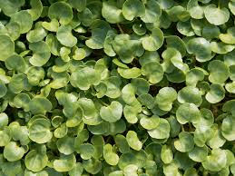 Image result for Brunnenkresse