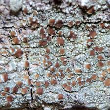 Attēlu rezultāti vaicājumam “Lecanora albella”