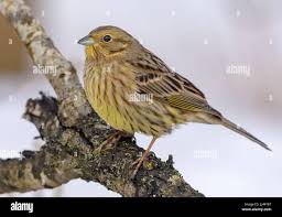 Attēlu rezultāti vaicājumam “Emberiza citrinella juvenile”