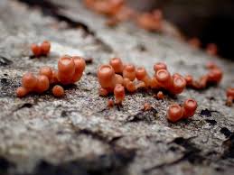 Attēlu rezultāti vaicājumam “Craterocolla cerasi”