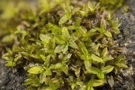 Attēlu rezultāti vaicājumam “Tortula lingulata”