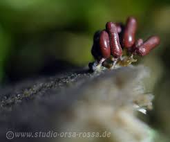 Attēlu rezultāti vaicājumam “Arcyria stipata macro”