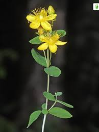 Attēlu rezultāti vaicājumam “Hypericum maculatum flower”