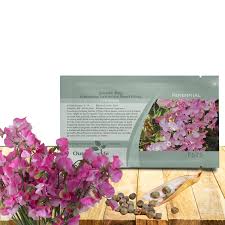 Attēlu rezultāti vaicājumam “Lathyrus latifolius fruit”