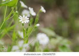Attēlu rezultāti vaicājumam “Stellaria holostea leaf”