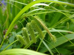 Attēlu rezultāti vaicājumam “Carex pseudocyperus”