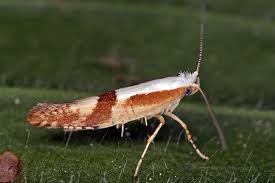 Attēlu rezultāti vaicājumam “Argyresthia pruniella”