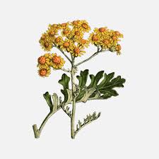 Image result for Cineraria maritima