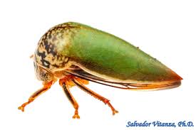 Attēlu rezultāti vaicājumam “Membracidae”