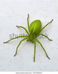 Attēlu rezultāti vaicājumam “Micrommata virescens”