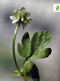 Attēlu rezultāti vaicājumam “Adoxa moschatellina”