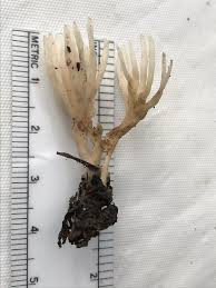 Attēlu rezultāti vaicājumam “Tremellodendropsis tuberosa”