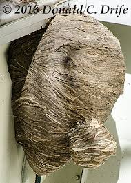 Attēlu rezultāti vaicājumam “Hoplia parvula imago”