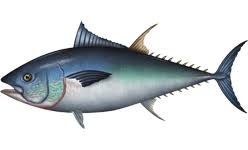 Image result for Thunnus thynnus