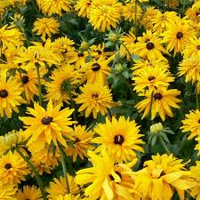 Attēlu rezultāti vaicājumam “Rudbeckia hirta var. hirta leaf”