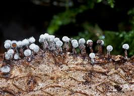 Attēlu rezultāti vaicājumam “Lycogala confusum young”