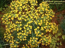 Attēlu rezultāti vaicājumam “Anethum graveolens”