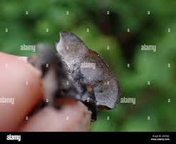 Attēlu rezultāti vaicājumam “Leptogium saturninum”