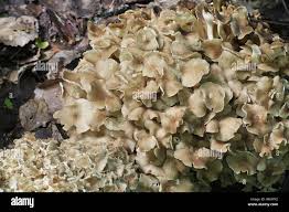 Attēlu rezultāti vaicājumam “Polyporus umbellatus”