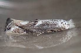 Attēlu rezultāti vaicājumam “Bucculatrix rhamniella”