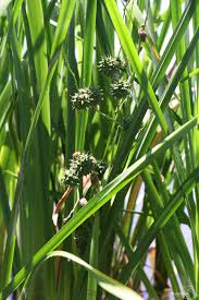 Attēlu rezultāti vaicājumam “Sparganium minimum leaf”