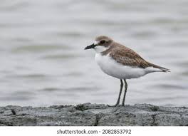Image result for Charadrius mongolus