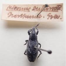 Attēlu rezultāti vaicājumam “Cleonis pigra”