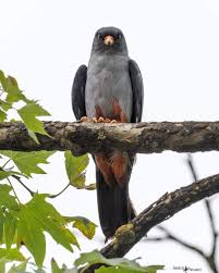 Image result for Falco vespertinus