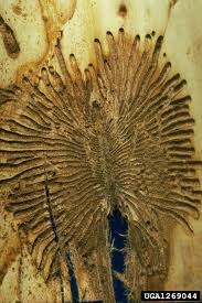 Attēlu rezultāti vaicājumam “Scolytus scolytus, Scolytus multistriatus”