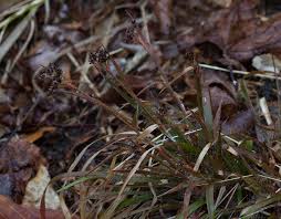 Attēlu rezultāti vaicājumam “Luzula luzuloides fruit”