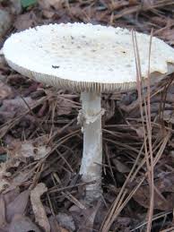 Attēlu rezultāti vaicājumam “Amanita”