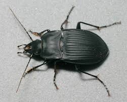 Attēlu rezultāti vaicājumam “Quedius dilatatus”