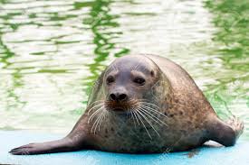 Image result for Phoca vitulina