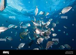 Image result for Diplodus capensis