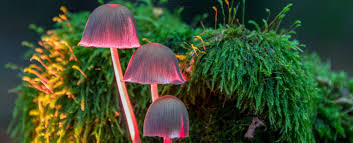 Attēlu rezultāti vaicājumam “Mycena haematopus”