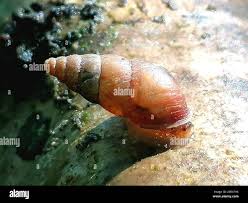 Attēlu rezultāti vaicājumam “Ena montana”