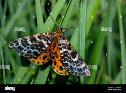 Attēlu rezultāti vaicājumam “Arichanna melanaria”