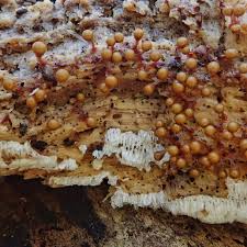 Attēlu rezultāti vaicājumam “Hemitrichia decipiens stalked”