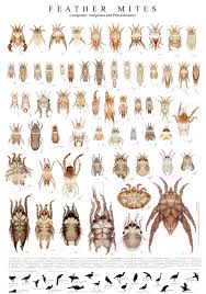 Attēlu rezultāti vaicājumam “Acari”