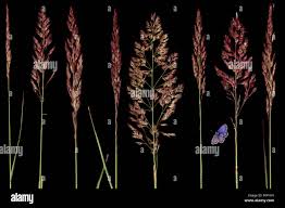 Attēlu rezultāti vaicājumam “Calamagrostis canescens leaf”