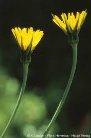 Attēlu rezultāti vaicājumam “Tragopogon pratensis subsp. pratensis leaf”