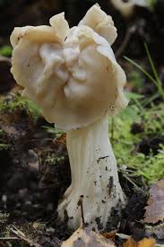 Attēlu rezultāti vaicājumam “Helvella crispa”