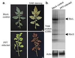 Attēlu rezultāti vaicājumam “Lamprotettix nitidulus”