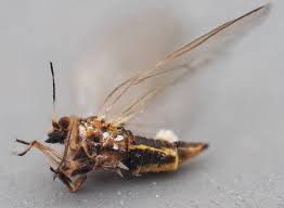 Attēlu rezultāti vaicājumam “Trioza dispar”