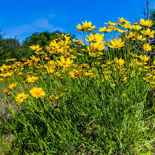 Image result for Coreopsis