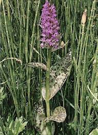 Attēlu rezultāti vaicājumam “Dactylorhiza cruenta leaf”