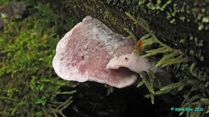 Attēlu rezultāti vaicājumam “Leptoporus mollis”