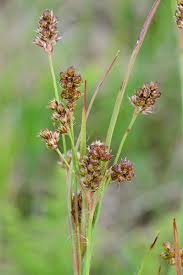 Attēlu rezultāti vaicājumam “Luzula multiflora”